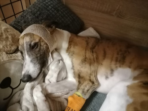 Volně pobíhající pes napadl čtrnáctiletou dívku a vážně potrhal jejího whippeta Luckyho