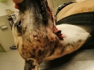 Volně pobíhající pes napadl čtrnáctiletou dívku a vážně potrhal jejího whippeta Luckyho