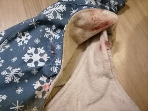 Volně pobíhající pes napadl čtrnáctiletou dívku a vážně potrhal jejího whippeta Luckyho