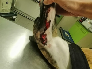 Volně pobíhající pes napadl čtrnáctiletou dívku a vážně potrhal jejího whippeta Luckyho