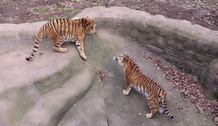 VIDEO: Valentýn v zoo, začaly tam tygří námluvy. Chovatelé věří, že se po letech dočkají mláďat