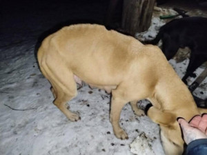 Mrtvá štěňata a fena ve zbídačeném stavu, útulek se snaží dát přeživší pejsky znovu dohromady