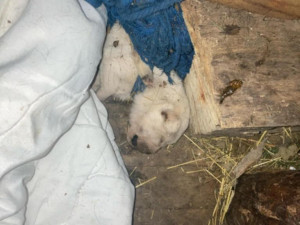 Mrtvá štěňata a fena ve zbídačeném stavu, útulek se snaží dát přeživší pejsky znovu dohromady