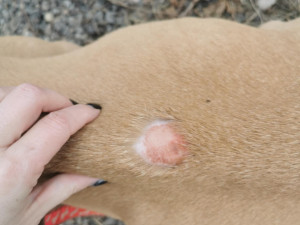 Mrtvá štěňata a fena ve zbídačeném stavu, útulek se snaží dát přeživší pejsky znovu dohromady