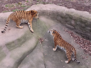 VIDEO: Valentýn v zoo, začaly tam tygří námluvy. Chovatelé věří, že se po letech dočkají mláďat