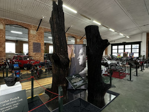 Muzeum vystavuje kmeny světově proslulých subfosilních dubů starých kolem 6500 let