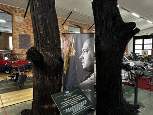 Muzeum vystavuje kmeny světově proslulých subfosilních dubů starých kolem 6500 let