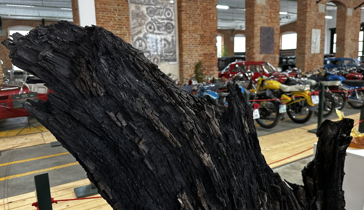 Muzeum vystavuje kmeny světově proslulých subfosilních dubů starých kolem 6500 let