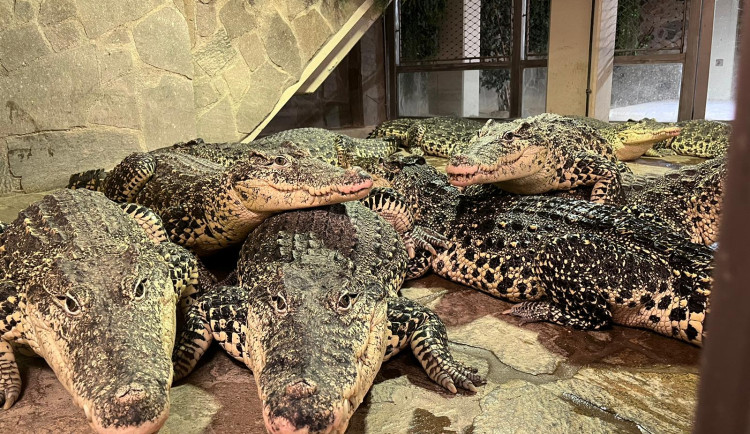 Protivínská krokodýlí zoo se pyšní největší kolekcí krokodýlů v Evropě. Odchovala krokodýly i pro plzeňskou zoo