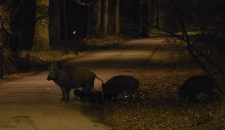 U sídliště Máj pobíhá stádo prasat. Dle svědků se jich u točny trolejbusu pohybuje až padesát