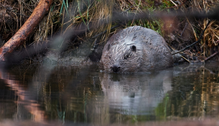 Český bobr to dotáhl až do světových médií. Jeho počin, který ušetřil státu miliony korun, opěvují i New York Times