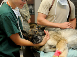 Majitelé zvířat se snad dočkají vytoužené veterinární pohotovosti, dotovat ji bude město i hejtmanství