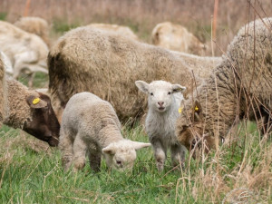 Sází stromy, budují tůně a pomáhají s udržením botanicky cenných lokalit, farmáři obdrželi zasloužené ocenění