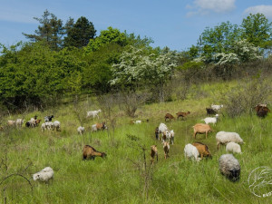 Sází stromy, budují tůně a pomáhají s udržením botanicky cenných lokalit, farmáři obdrželi zasloužené ocenění