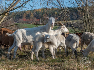 Sází stromy, budují tůně a pomáhají s udržením botanicky cenných lokalit, farmáři obdrželi zasloužené ocenění
