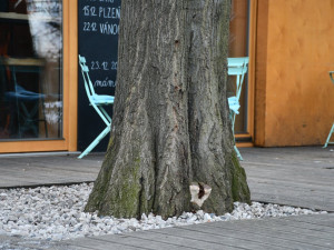 Odborníci prořežou uschlé a škůdci napadené stromy v oblíbeném lesoparku Homolka