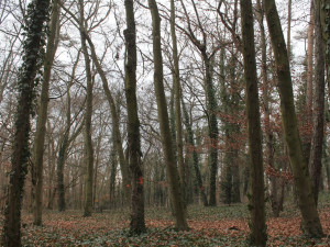 Odborníci prořežou uschlé a škůdci napadené stromy v oblíbeném lesoparku Homolka