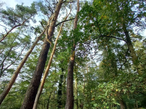 Odborníci prořežou uschlé a škůdci napadené stromy v oblíbeném lesoparku Homolka