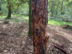 Odborníci prořežou uschlé a škůdci napadené stromy v oblíbeném lesoparku Homolka