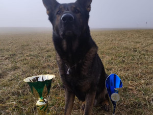 Úspěšný policejní pes