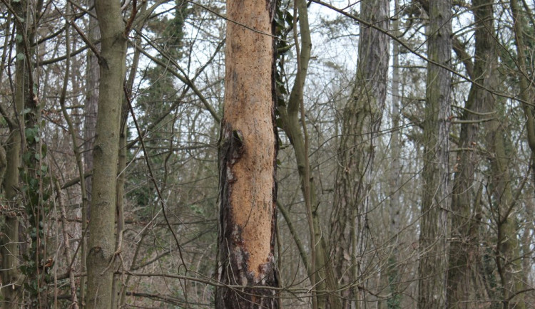 Odborníci prořežou uschlé škůdci napadené stromy v oblíbeném lesoparku Homolka