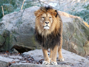 Smutek v plzeňské zoo, museli tam uspat lva berberského Matese, zplodil celkem 15 mláďat