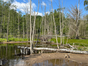 Činnost bobrů na Šumavě