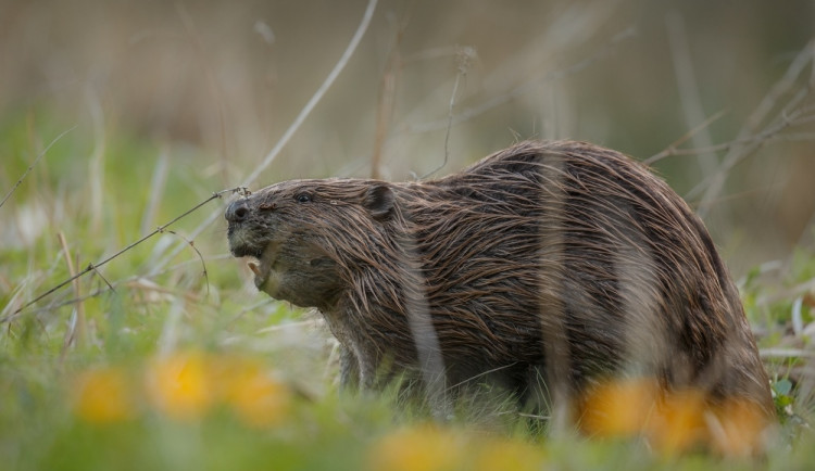 Na Šumavu se bobr vrátil před 20 lety. Foto: Vladimír Čech