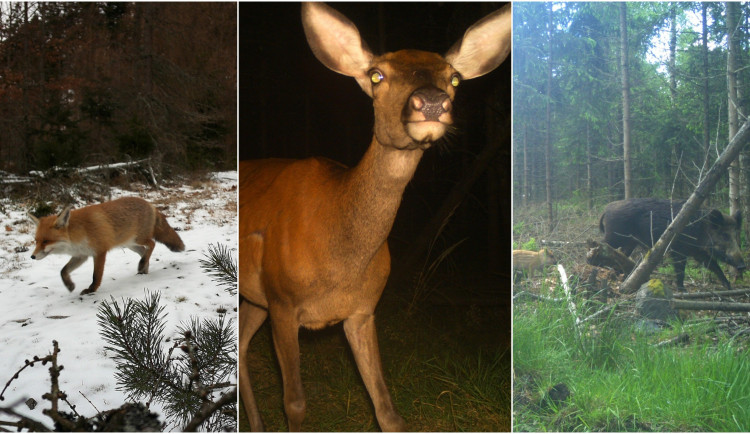 FOTO: Liška, laň, vlk i rodinka divočáků. Podívejte se, co zachytily fotopasti v brdských hvozdech