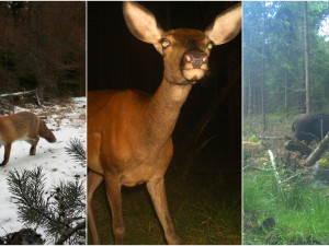 FOTO: Liška, laň, vlk i rodinka divočáků. Podívejte se, co zachytily fotopasti v brdských hvozdech