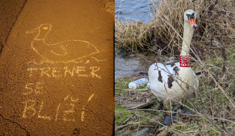KOMENTÁŘ: Trenér se blíží, zachraň se kdo můžeš! Obávaný labuťák se stává legendou i celebritou