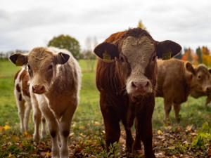 Farmáři chovali loni v Plzeňském kraji 150 574 kusů skotu. Jde o čtvrtý nejvyšší počet v rámci regionů ČR