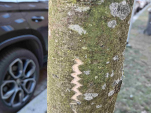 Vandalové systematicky poškozují kmeny desítek stromů na území plzeňského městského obvody Slovany.