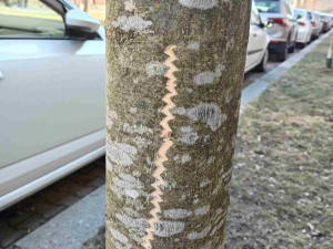Vandalové systematicky poškozují kmeny desítek stromů na území plzeňského městského obvody Slovany.