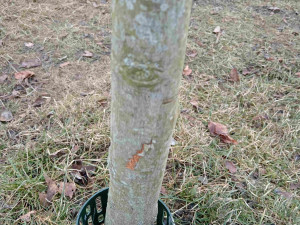 Vandalové systematicky poškozují kmeny desítek stromů na území plzeňského městského obvody Slovany.