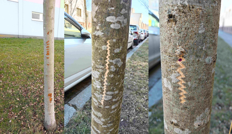 Vandalové systematicky poškozují kmeny desítek stromů na území plzeňského městského obvody Slovany.