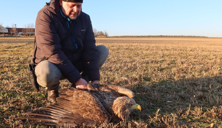 Orel mořský utrpěl těžká zranění