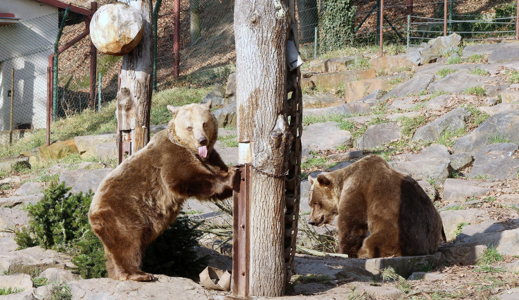 Ze zimního spánku se probrala trojice medvědů v plzeňské zoo. Dva z nich jsou slavní hrdinové z večerníčků