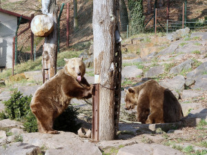 Ze zimního spánku se probrala trojice medvědů v plzeňské zoo. Dva z nich jsou slavní hrdinové z večerníčků