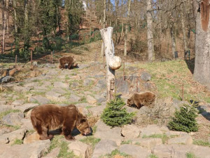 Ze zimního spánku se probrala trojice medvědů v plzeňské zoo. Dva z nich jsou slavní hrdinové z večerníčků