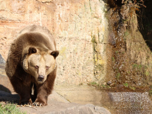 Ze zimního spánku se probrala trojice medvědů v plzeňské zoo. Dva z nich jsou slavní hrdinové z večerníčků