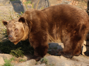 Ze zimního spánku se probrala trojice medvědů v plzeňské zoo. Dva z nich jsou slavní hrdinové z večerníčků