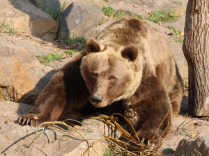 Ze zimního spánku se probrala trojice medvědů v plzeňské zoo. Dva z nich jsou slavní hrdinové z večerníčků