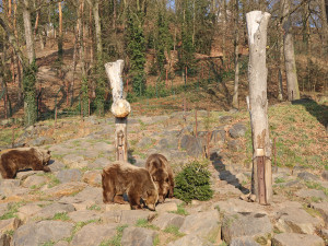 Ze zimního spánku se probrala trojice medvědů v plzeňské zoo. Dva z nich jsou slavní hrdinové z večerníčků