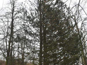 Nejstarší uměle založený park v Plzni čeká třetí etapa revitalizace. Vznikl už v roce 1833