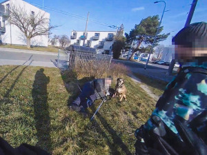 VIDEO: Rozrušená fenka bránila svého páníčka. Muž ležel u chodníku na zemi kvůli zdravotnímu problému