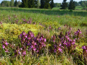 Všivec lesní v lokalitě Na požárech, foto: Marketa Kašparová