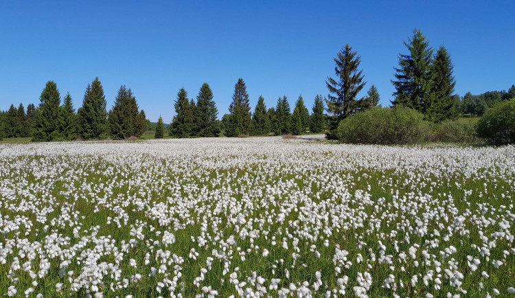 Slatinná louka se suchopýrem v lokalitě Na požárech, foto: Blažková