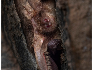 netopýr ušatý