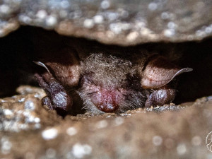 netopýr rodu Myotis
